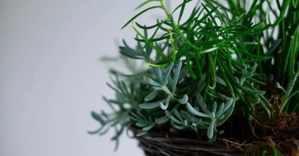 Integrating Greenery into the Home: Creating Internal Gardens in Catania