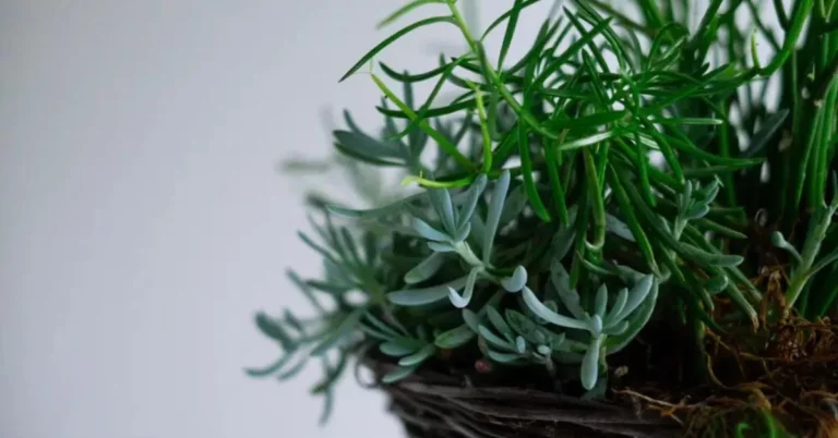 Integrating Greenery into the Home: Creating Internal Gardens in Catania